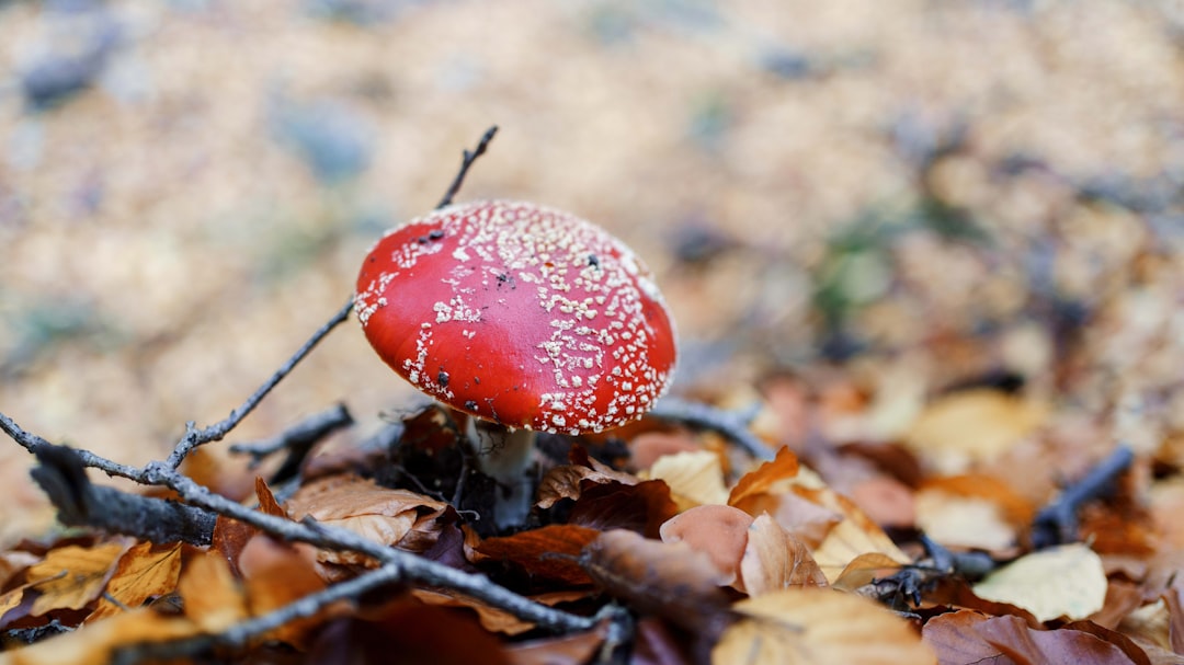 red and white mushroom in tilt shift lens