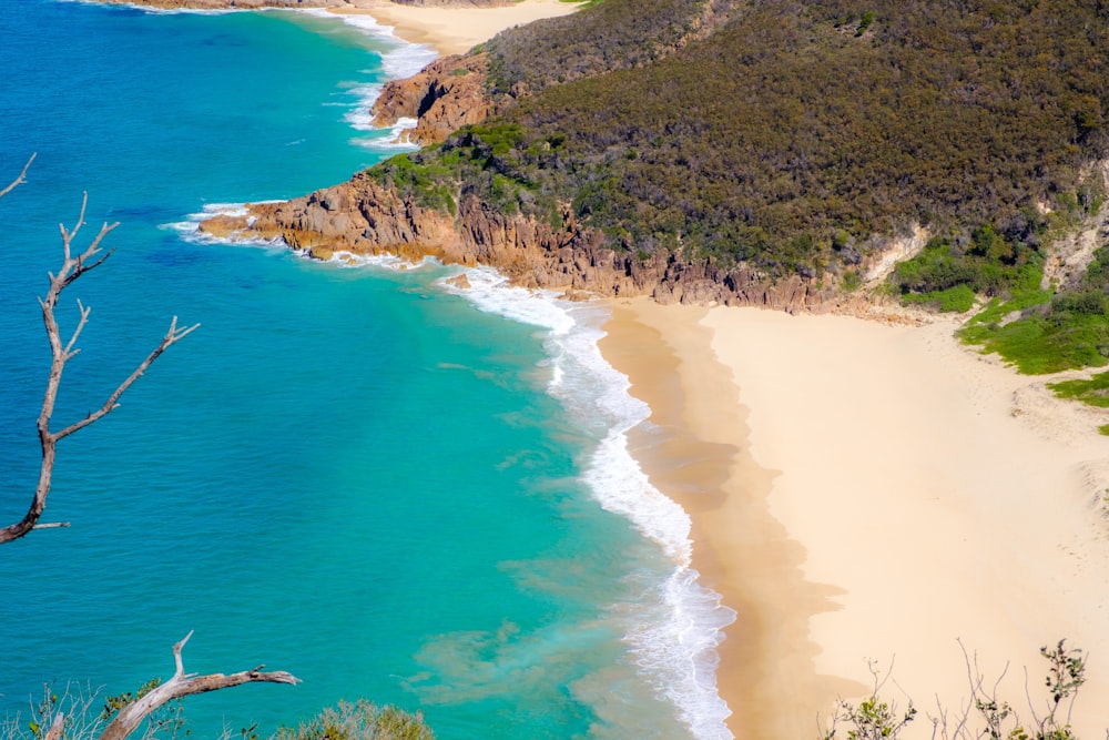 green trees on brown sand beach