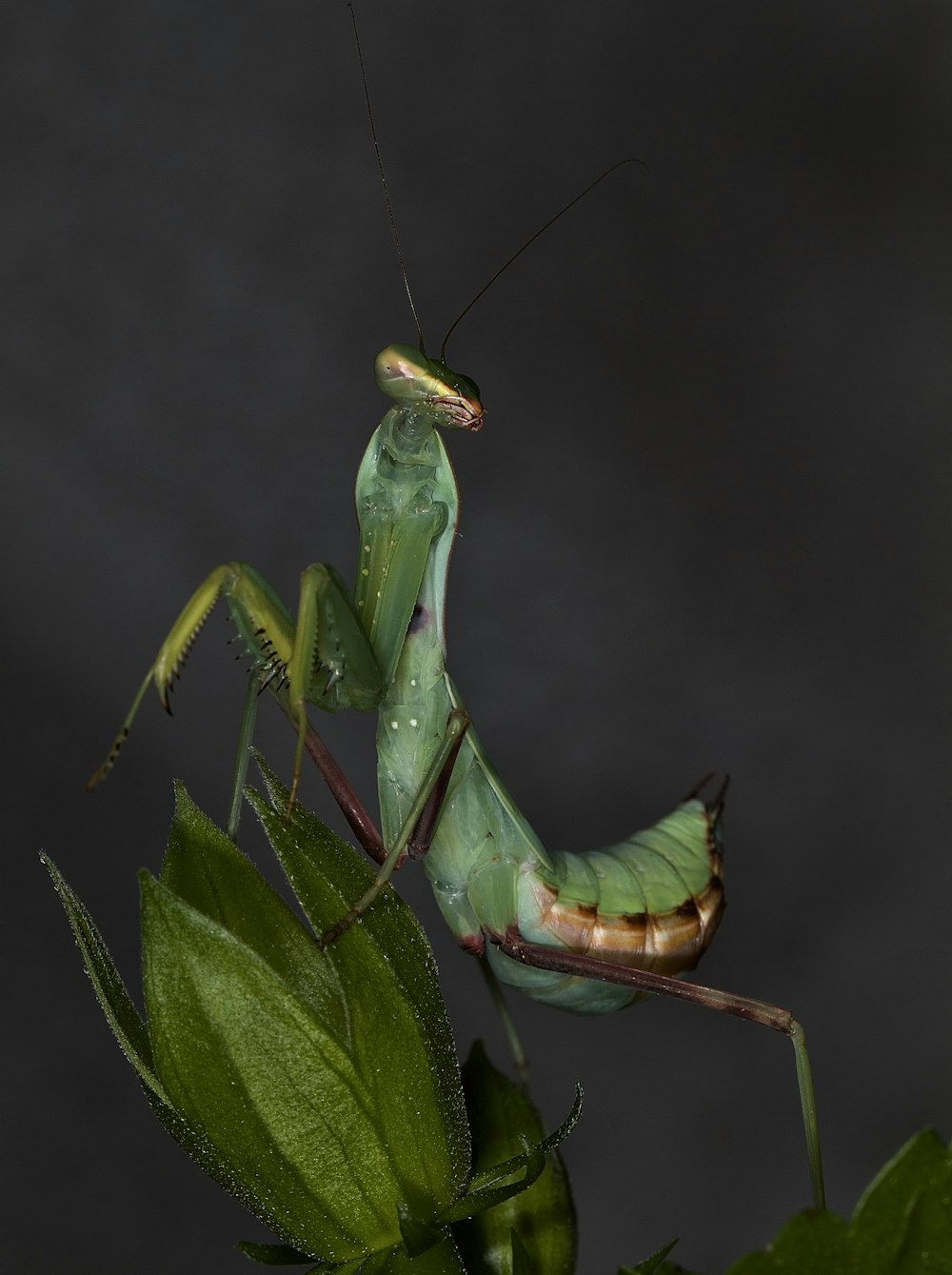 green praying mantis in close up photography