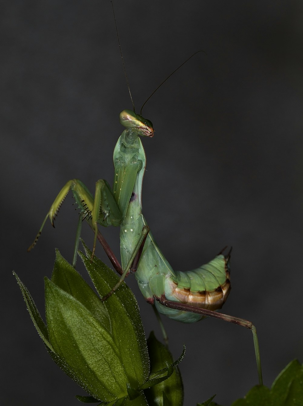 Mantis religiosa verde en fotografía de primer plano