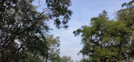 A farmer carefully inspecting mature sandalwood trees under a clear blue sky.