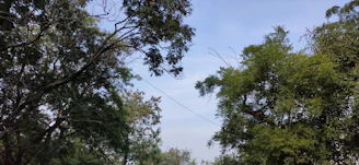A farmer carefully inspecting mature sandalwood trees under a clear blue sky.