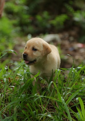 A playful golden retriever sitting on green grass looking curiously.