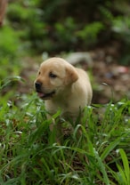 A young golden retriever puppy stands amidst green grass in a natural setting. It appears curious and playful, looking towards the side with its tongue slightly out. The background is blurred, emphasizing the lush greenery around.