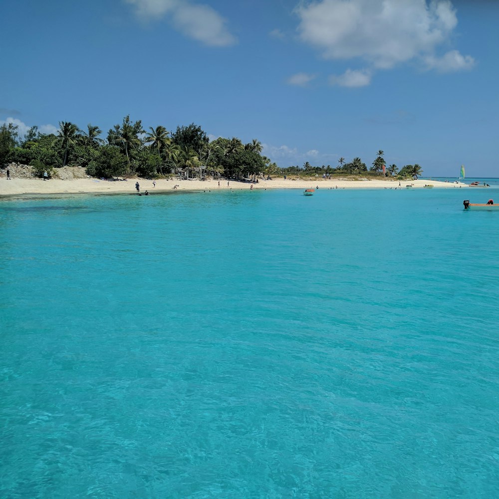 people on beach during daytime