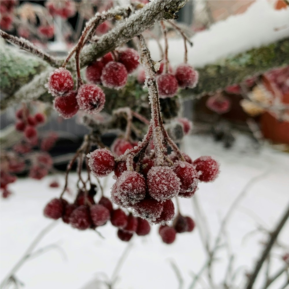 frutti rotondi rossi sul ramo dell'albero