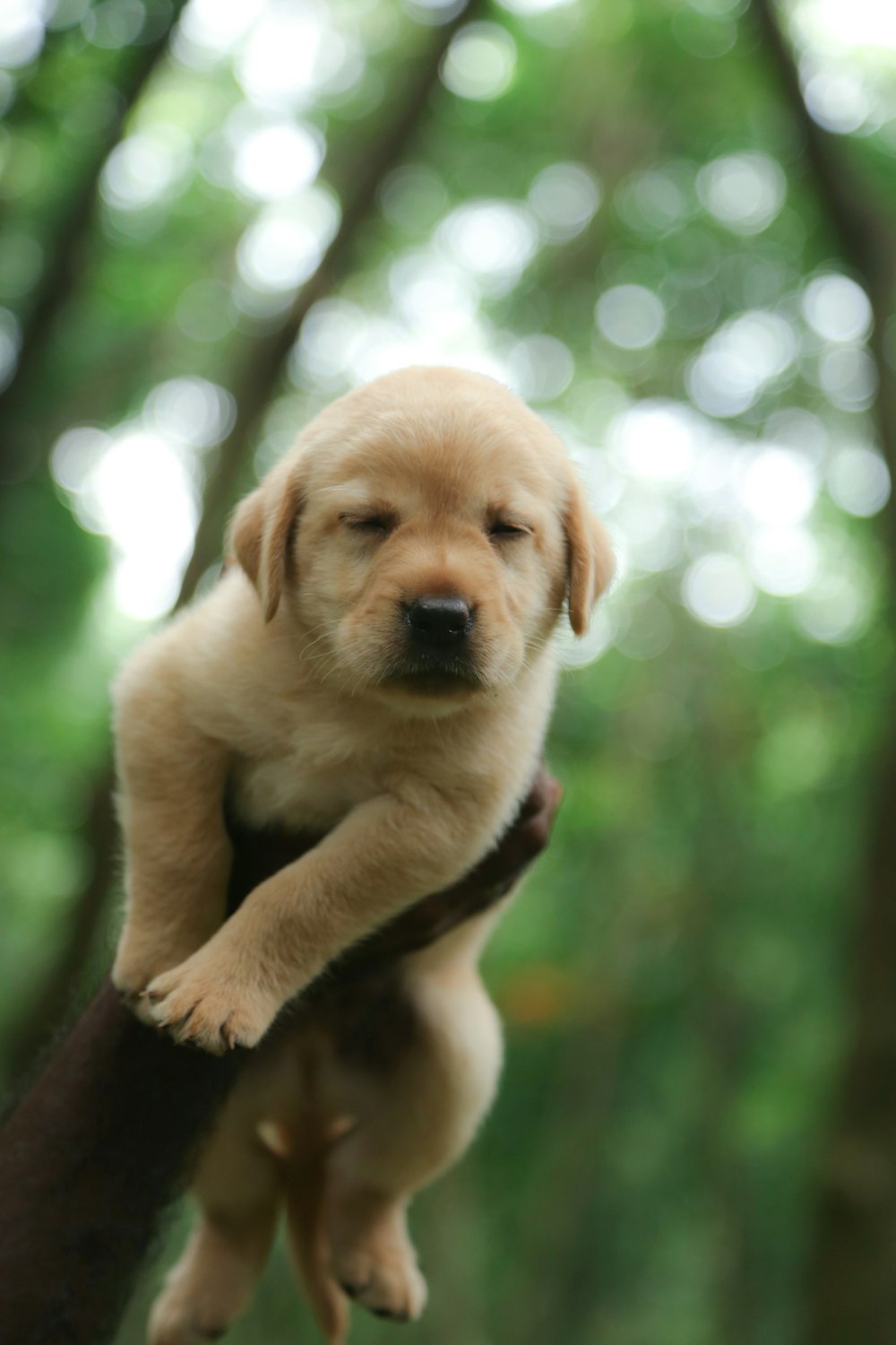 yellow labrador puppy on brown tree branch