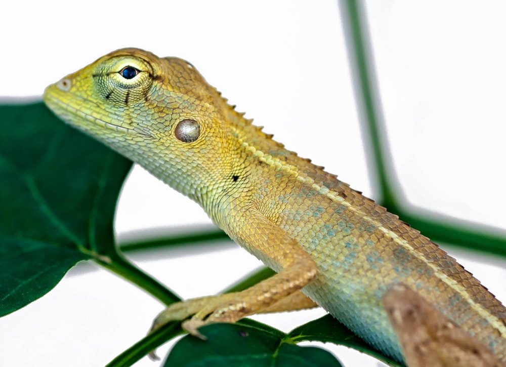 brown and beige bearded dragon on green leaf plant