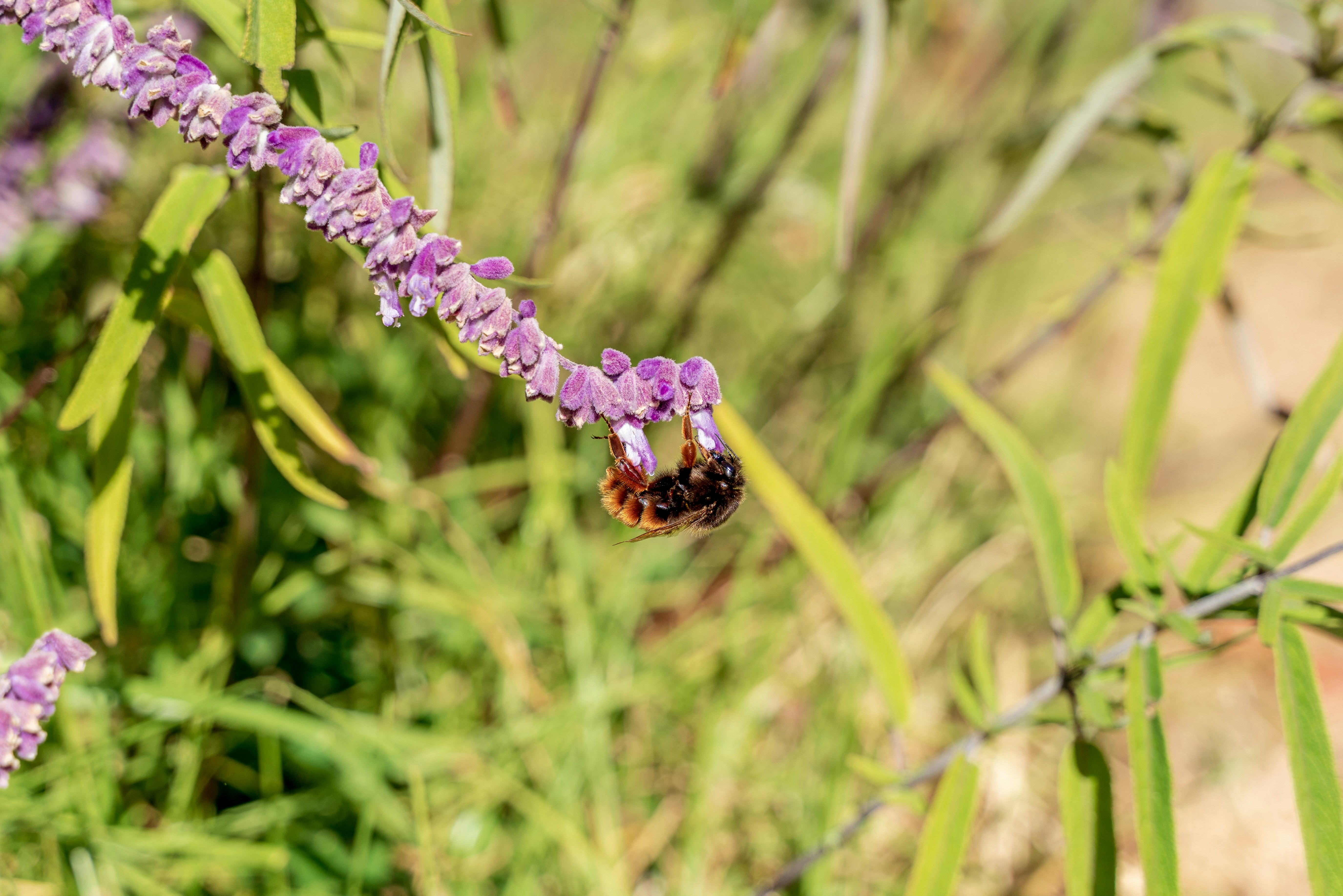 purple flower in tilt shift lens