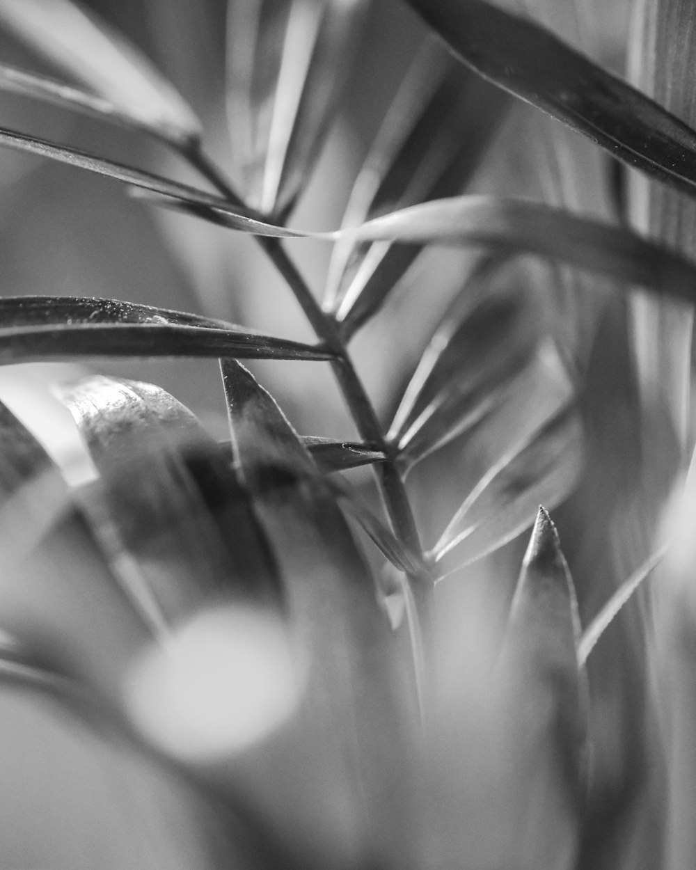 grayscale photo of grass with water droplets