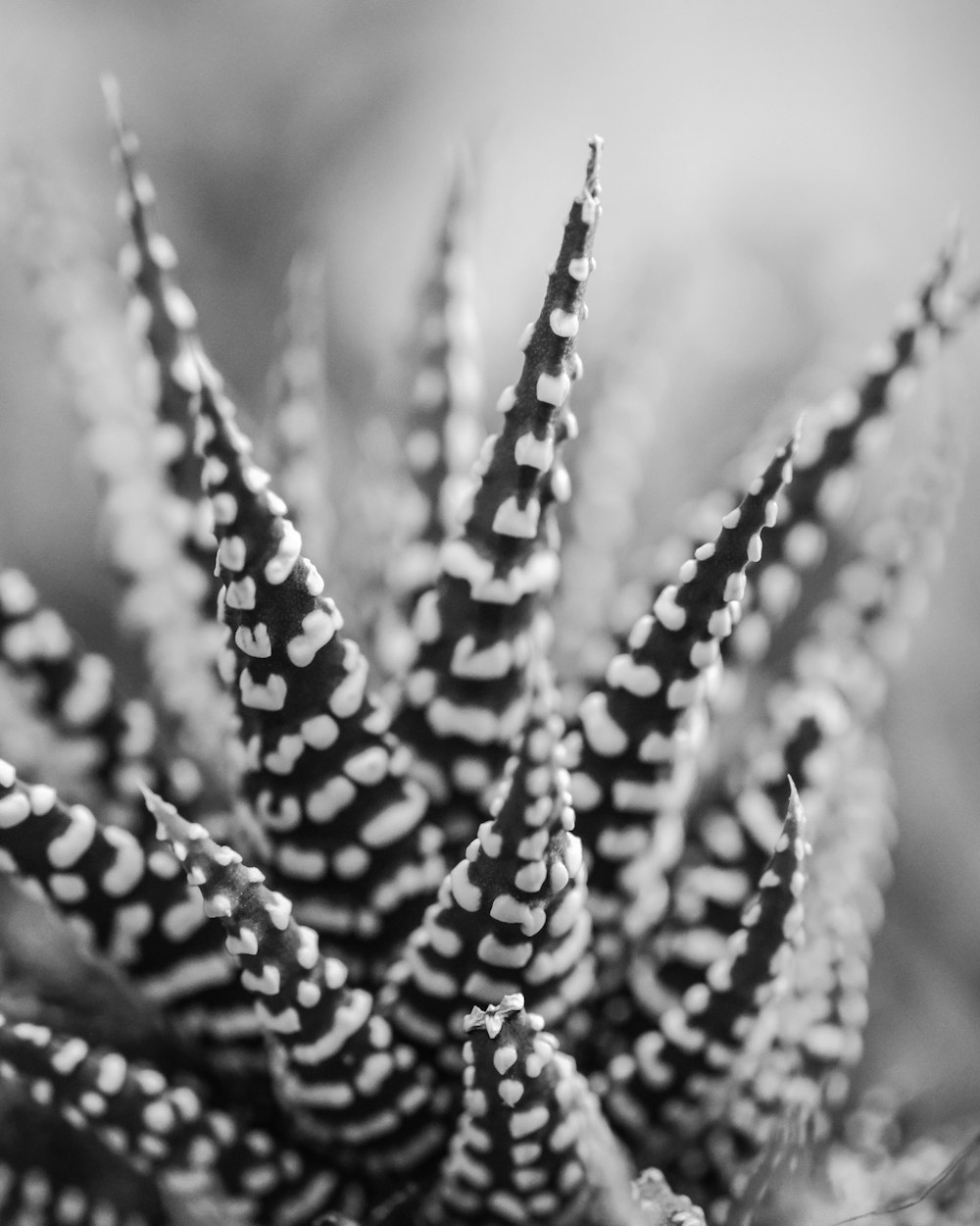 grayscale photo of plant stem