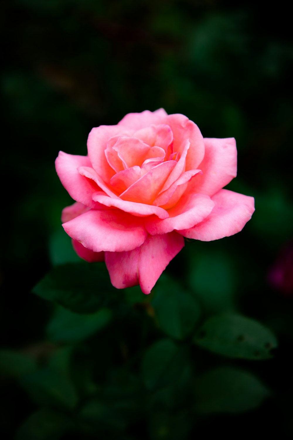 pink rose in bloom during daytime