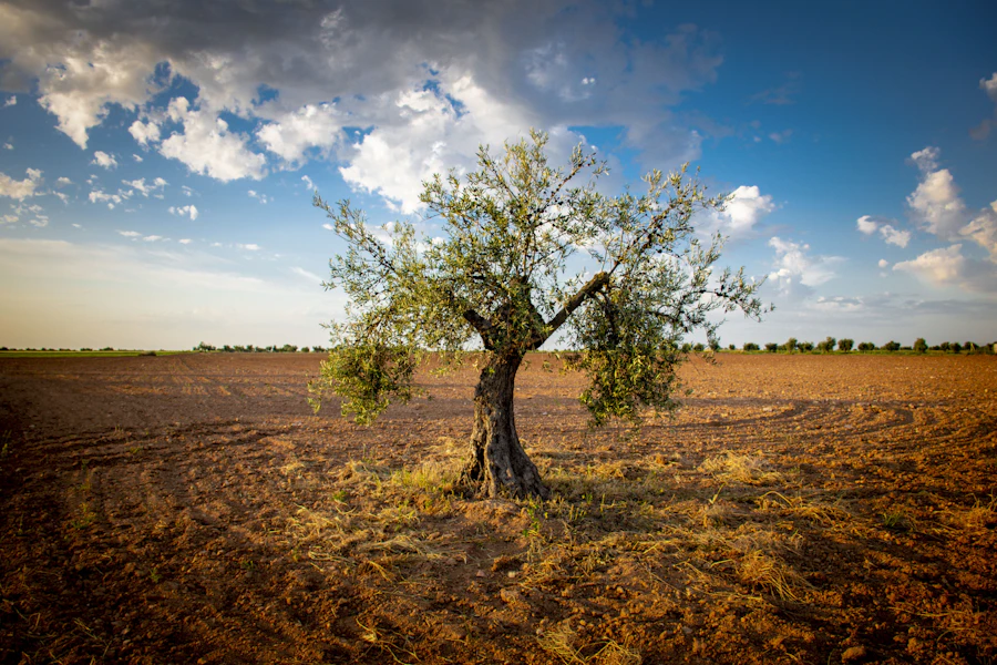 Centenarian olive tree at sunset