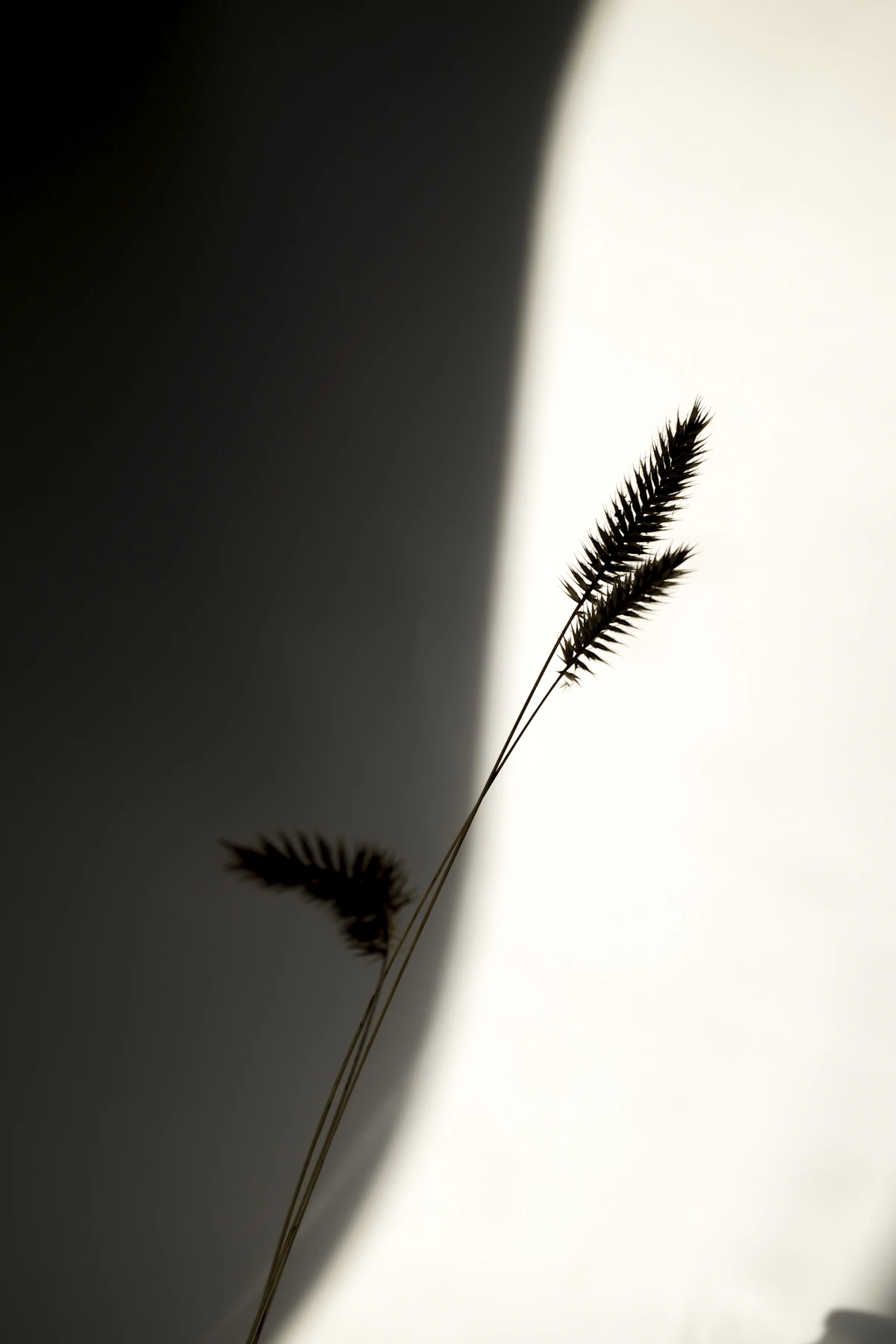 Stem