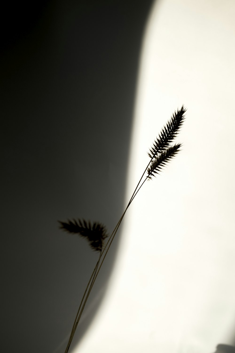 花瓶の中の植物の白黒写真