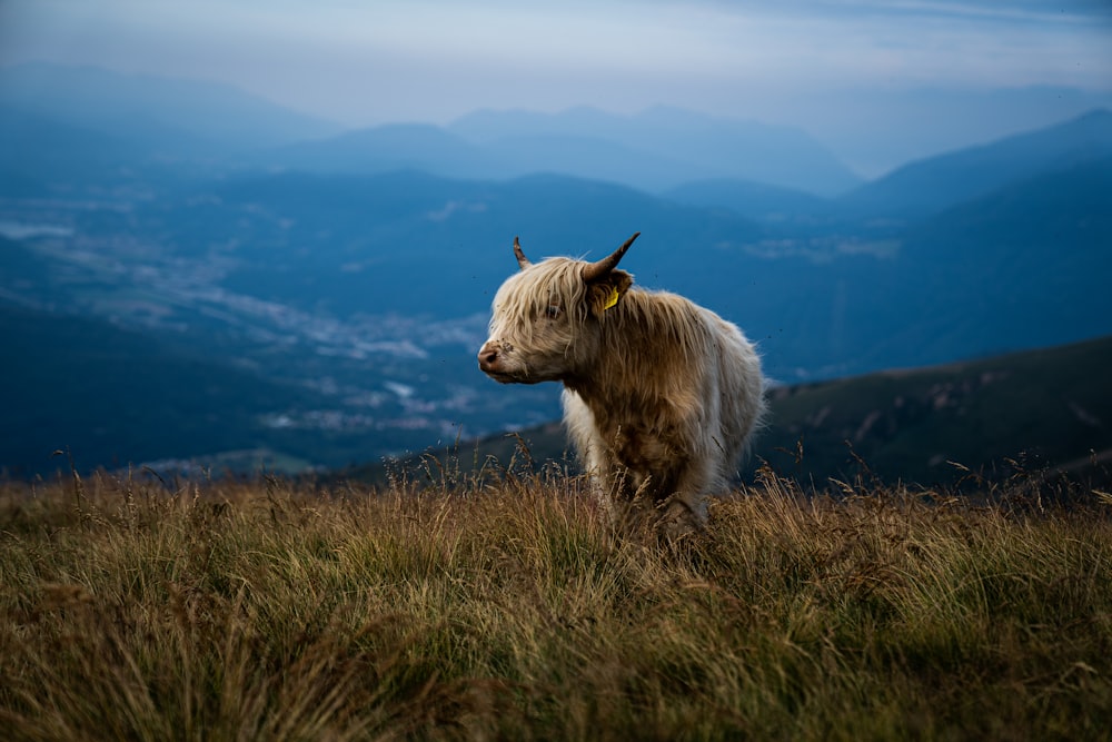 white sheep on green grass field during daytime