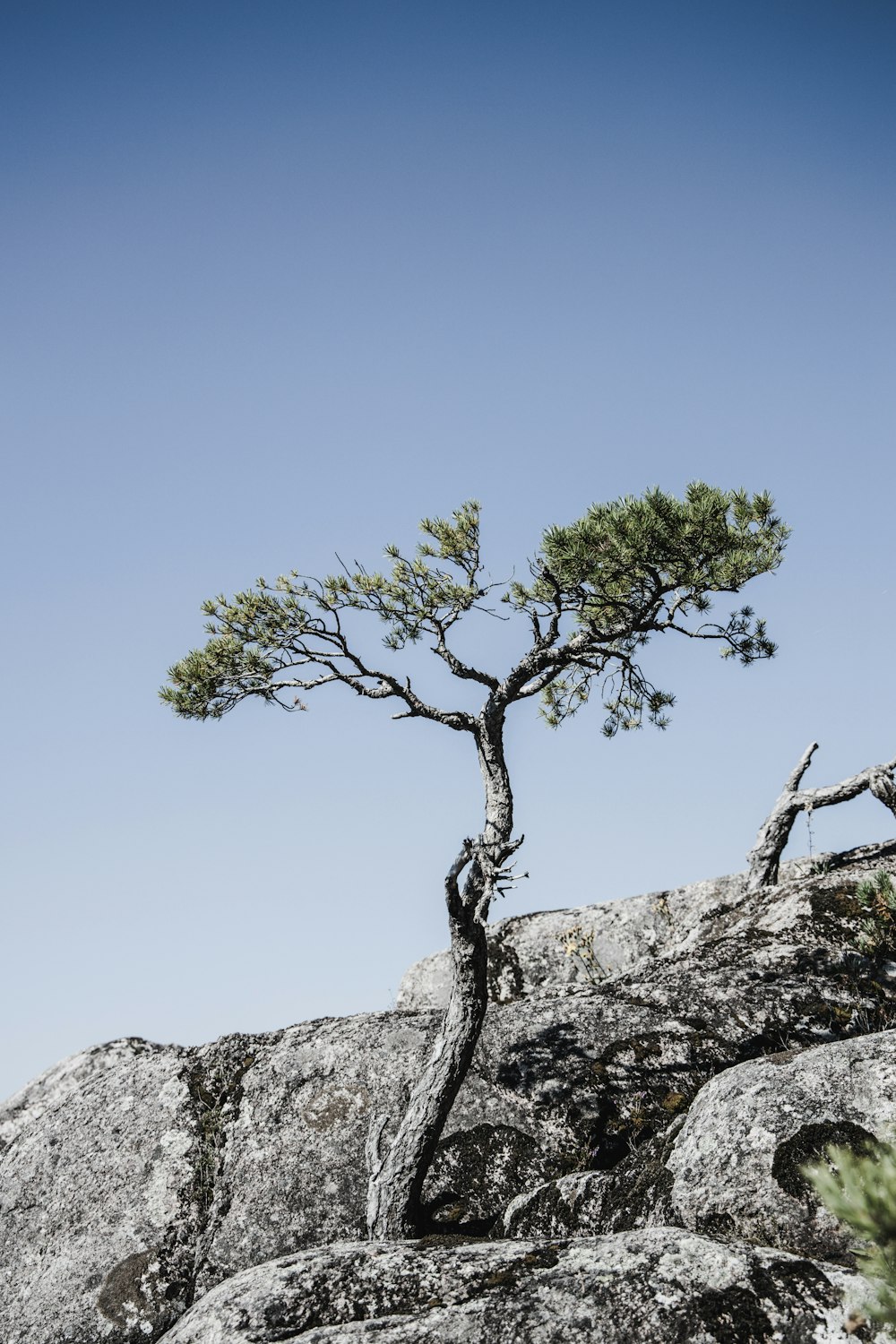 green tree on gray rock