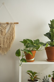 A simple arrangement of indoor green plants in terracotta pots sitting on a white shelf. A macramé wall hanging decorates the wall on the left. The plants vary in size and shape, adding a touch of nature to the minimalist setting.