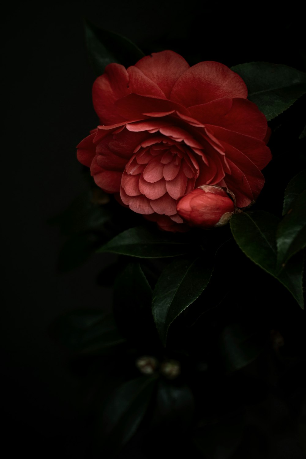 red rose in bloom close up photo