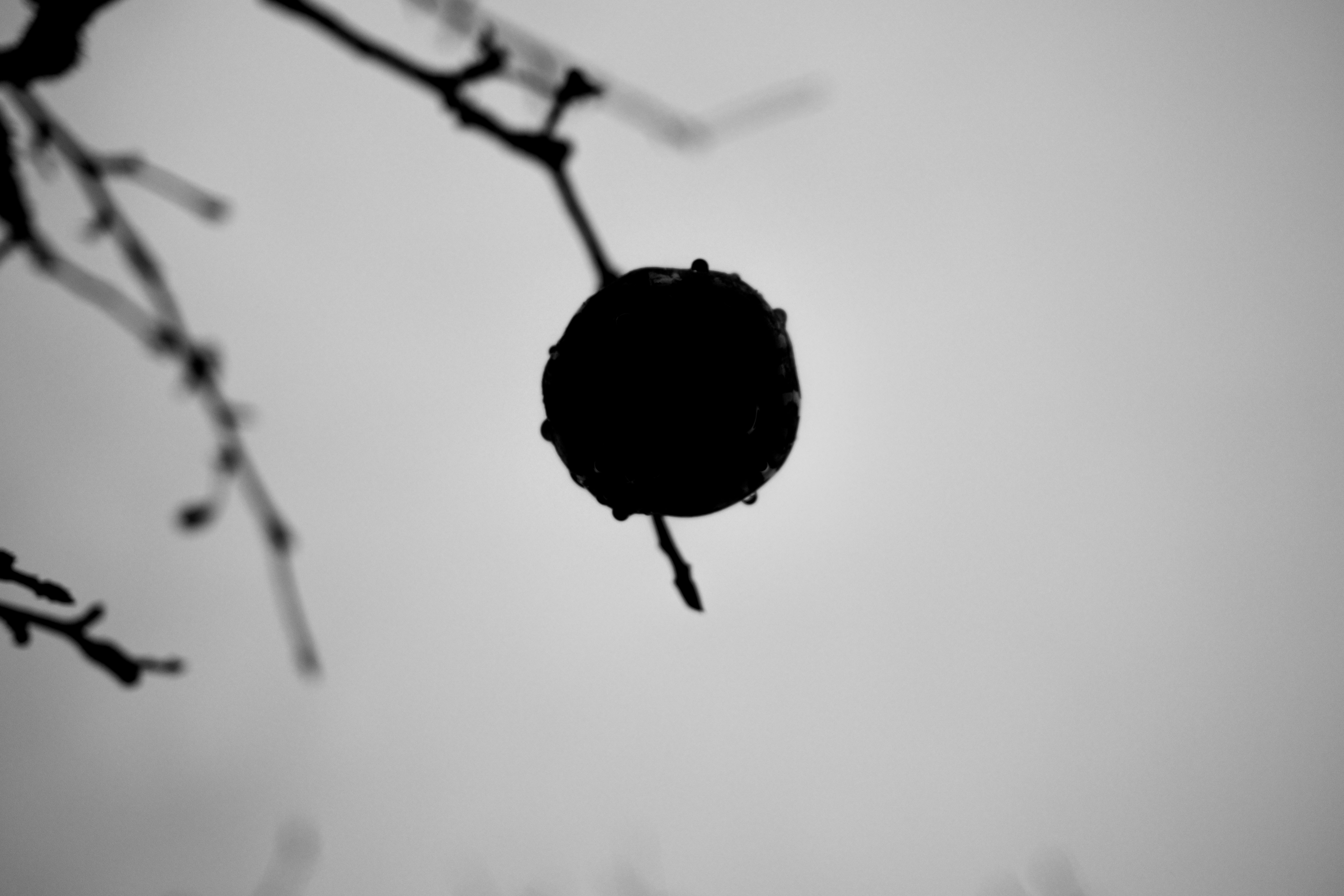 brown round fruit in close up photography
