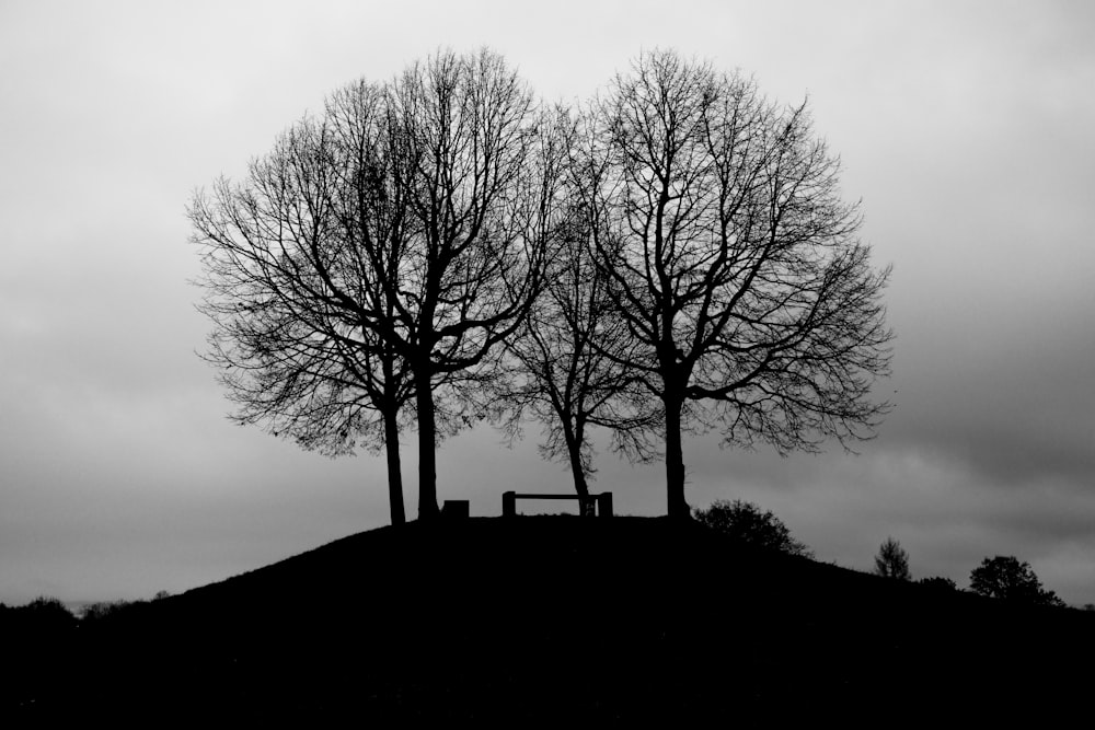 silhouette of trees during daytime