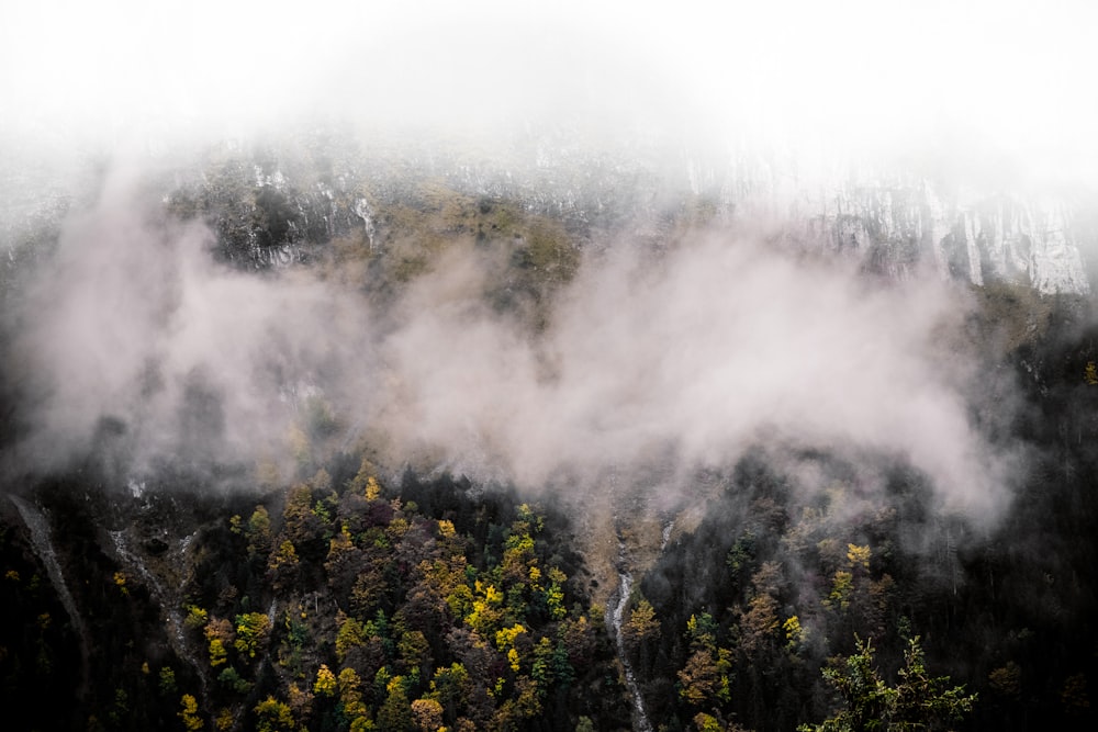 yellow flower field covered with fog