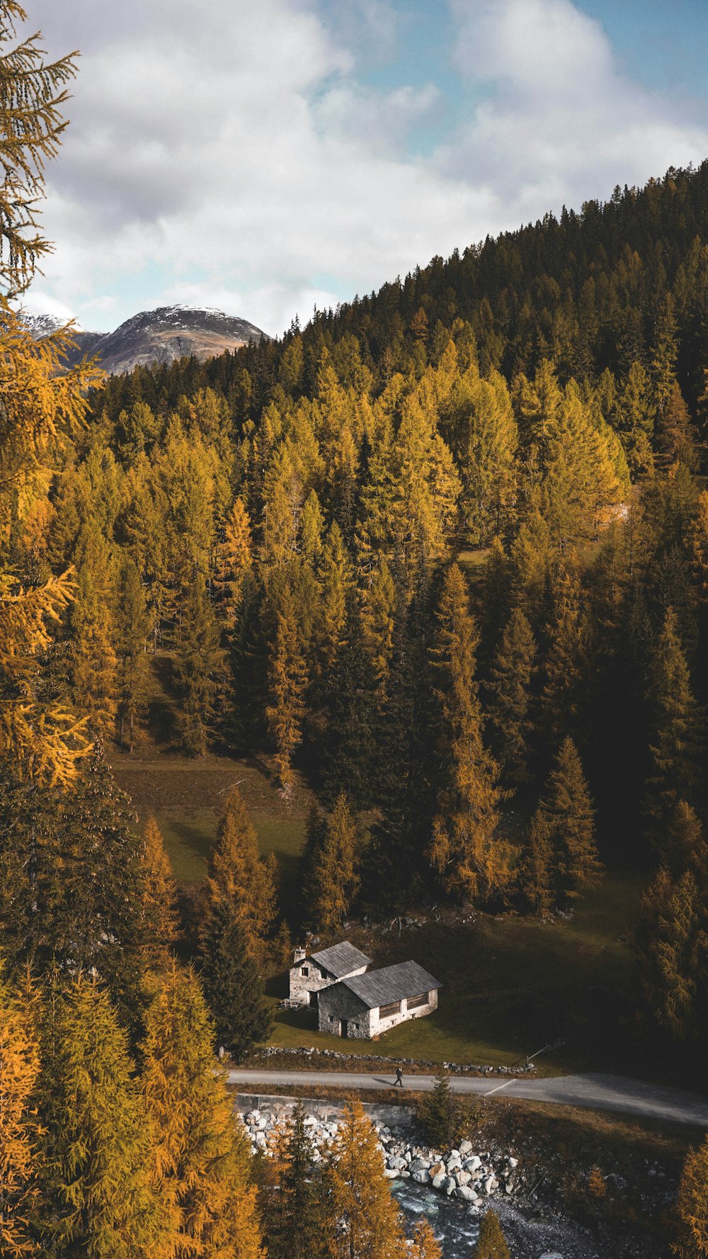 green and brown trees during daytime