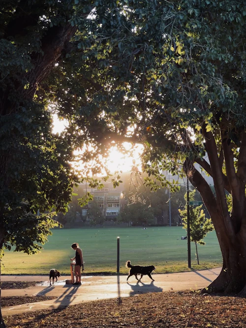 Proprietari a passeggio con i cani al tramonto