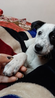 A small dog with black and white fur is lying comfortably on a blanket. The dog has a speckled face and black ears. A hand with painted nails gently holds the dog’s paw, conveying a sense of connection and affection. The background includes a mix of colorful and patterned blankets.
