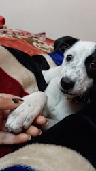 Every Pet’s Story Matters: Celebrating Pet Journeys