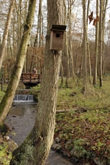 A wooden birdhouse is mounted on a tree in a forest with bare trees and a small stream running through the scene. A bridge in the background has a person standing on it, surrounded by a natural woodland environment.