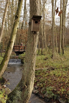 A wooden birdhouse is mounted on a tree in a forest with bare trees and a small stream running through the scene. A bridge in the background has a person standing on it, surrounded by a natural woodland environment.