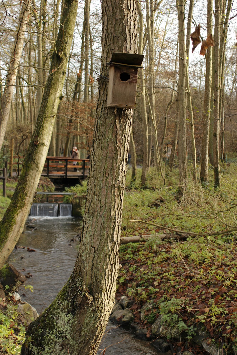 Casita de madera marrón para pájaros en tronco de árbol marrón cerca del río durante el día