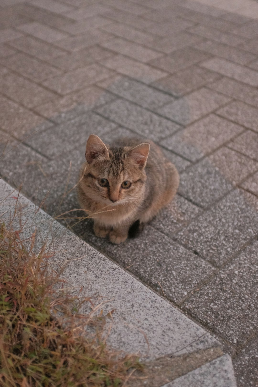 brown tabby cat on gray concrete floor