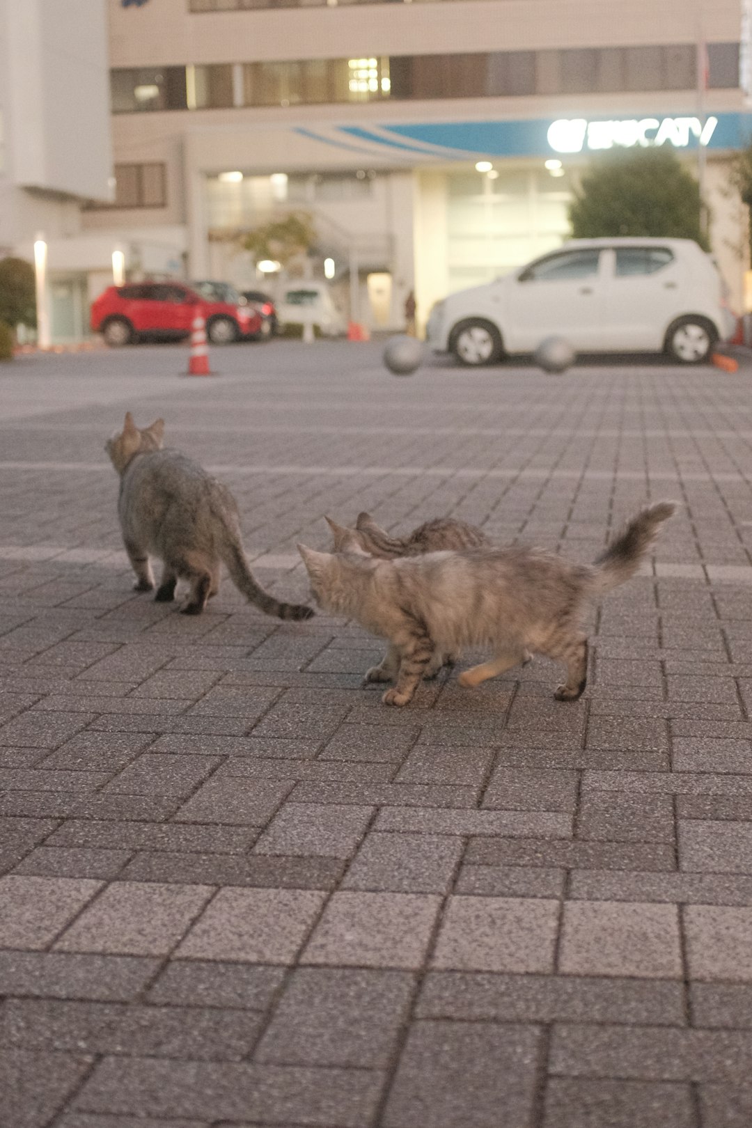 brown tabby cat and gray tabby cat on gray pavement