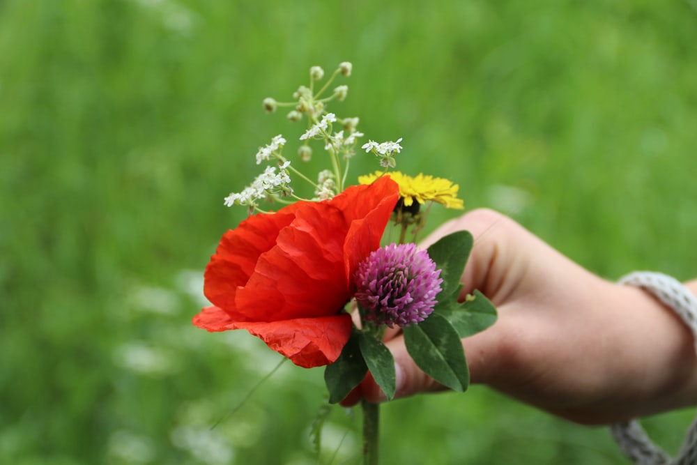 red and yellow flower on persons hand