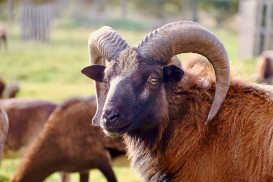 A large ram with massive curved horns stands prominently in a grassy field, its fur dark and thick, with a hint of sunlight accentuating its features. Other sheep can be seen grazing in the blurred background, which creates a sense of depth and tranquility in this rural setting.