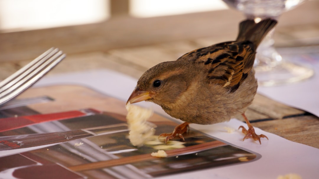 brown bird on white surface