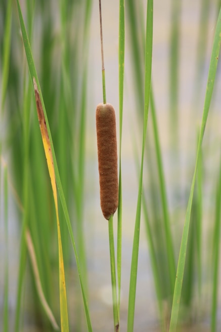 Close-up of dense cattails being mulched by the remote mower