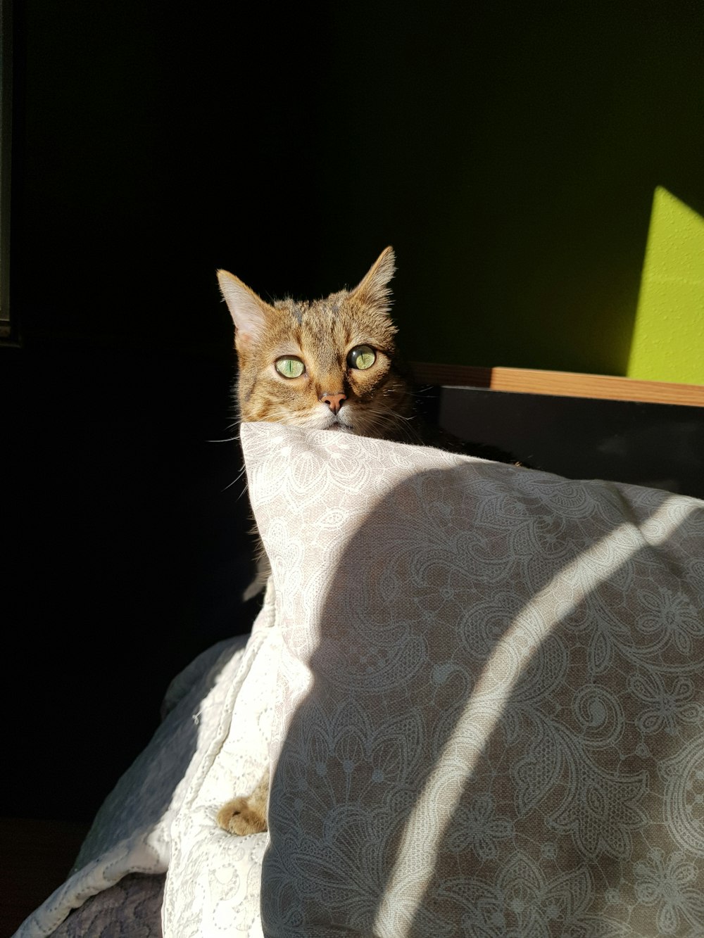 orange tabby cat on white textile