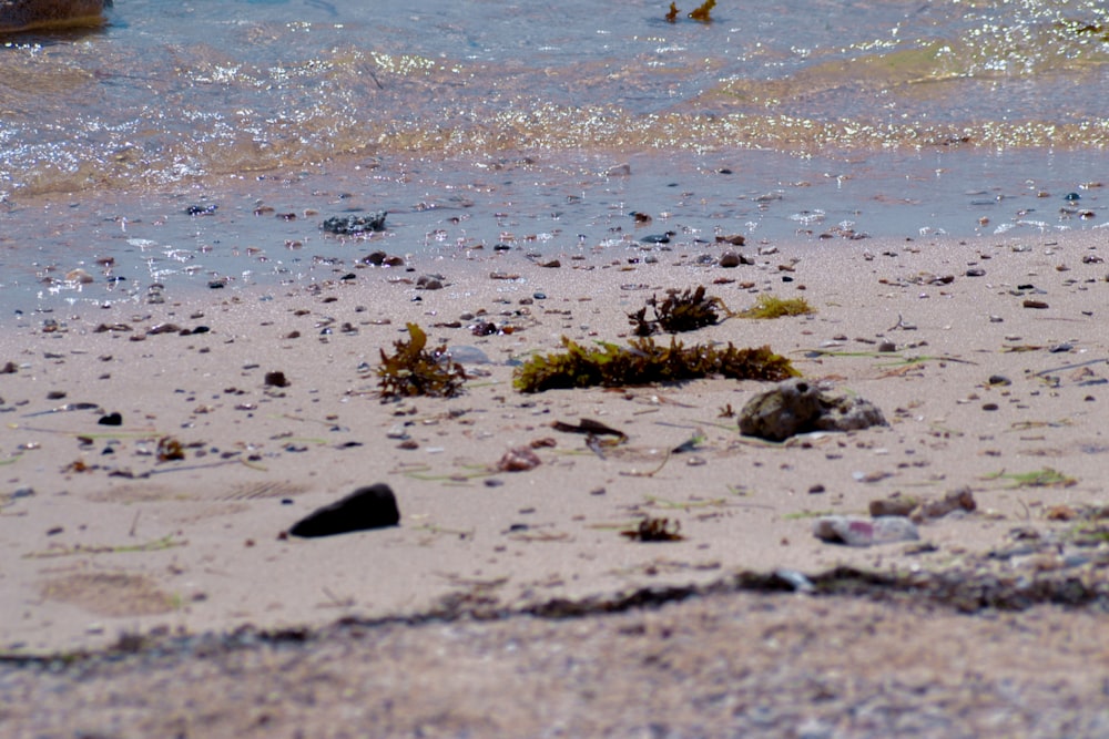 black stones on seashore during daytime