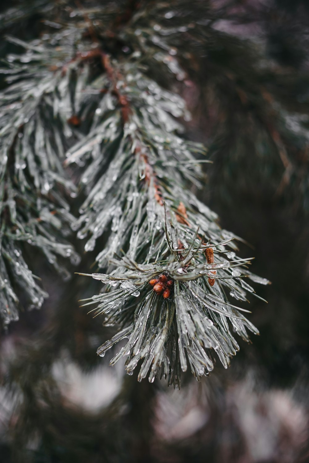 red ladybug on white snow covered pine tree
