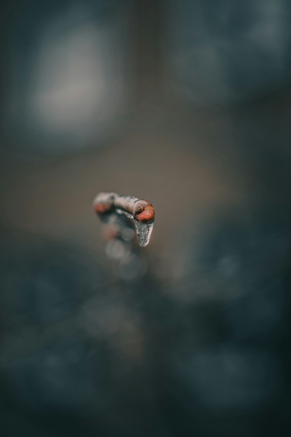 water drop on brown stem in tilt shift lens