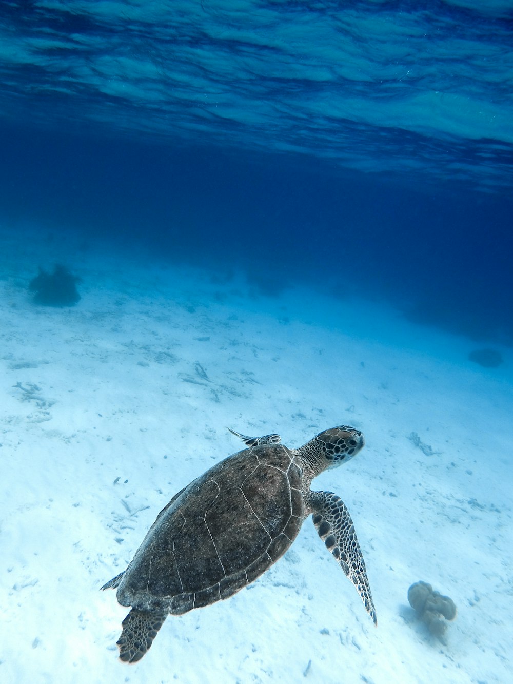 black and brown turtle under water