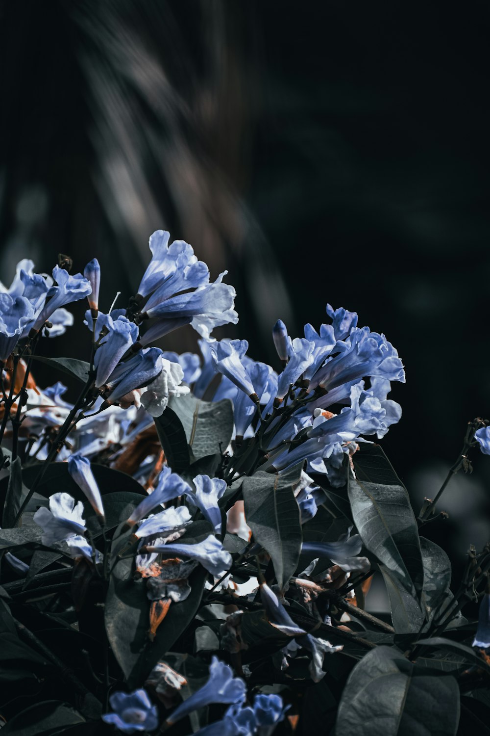 purple flower in tilt shift lens