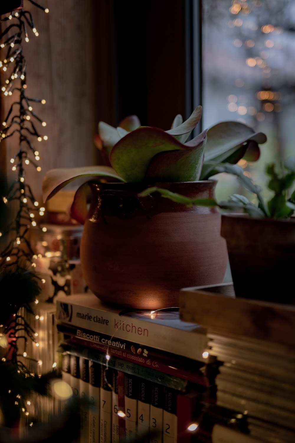 green plant in brown ceramic vase