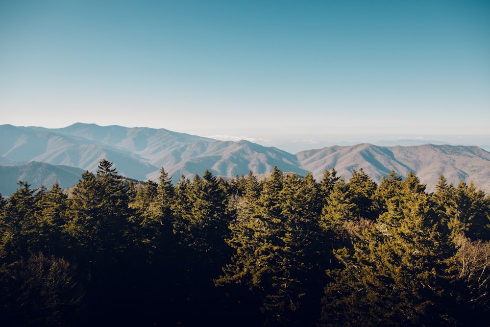 green trees near mountain during daytime