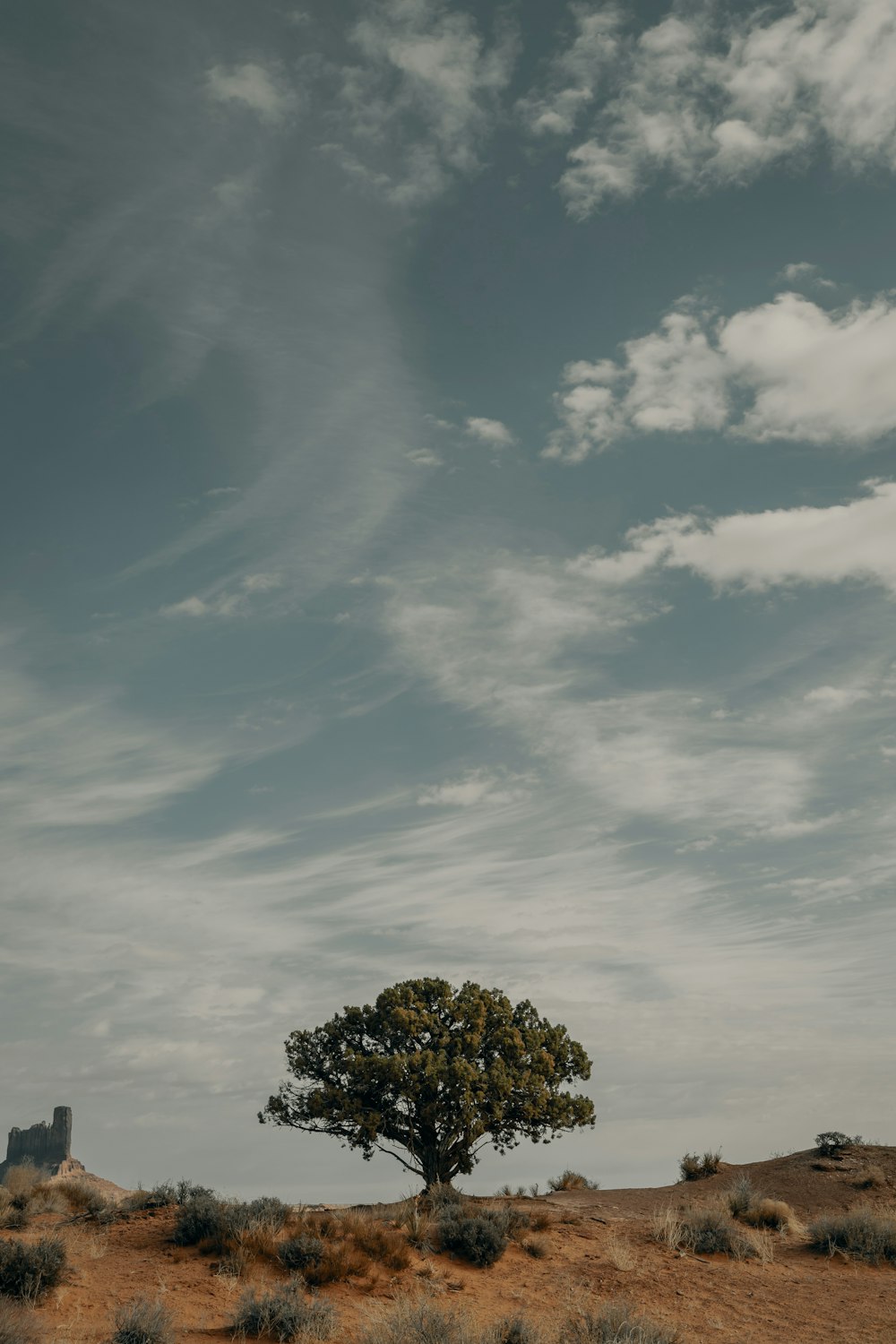 Árbol verde bajo el cielo azul durante el día