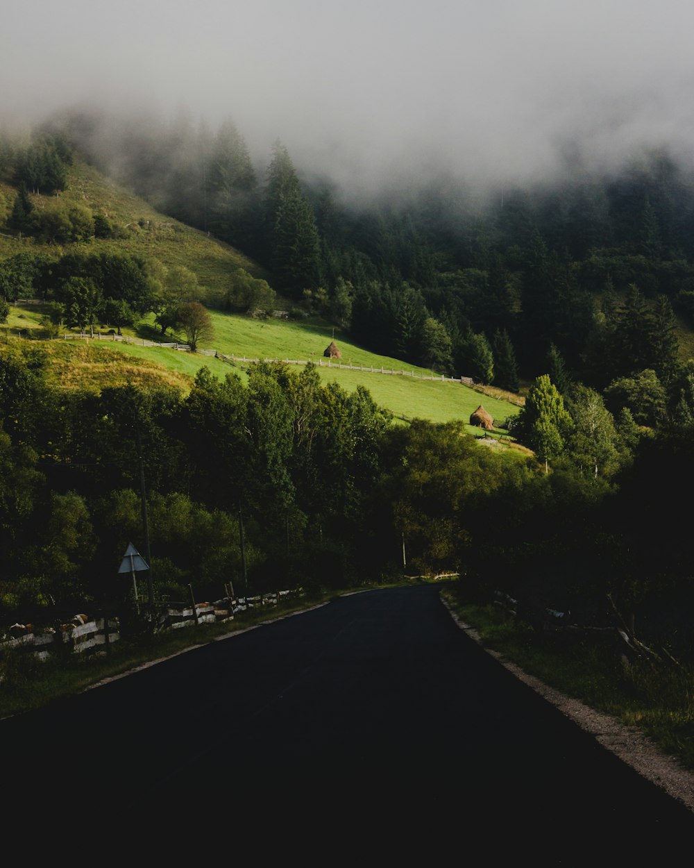 green trees on hill during daytime