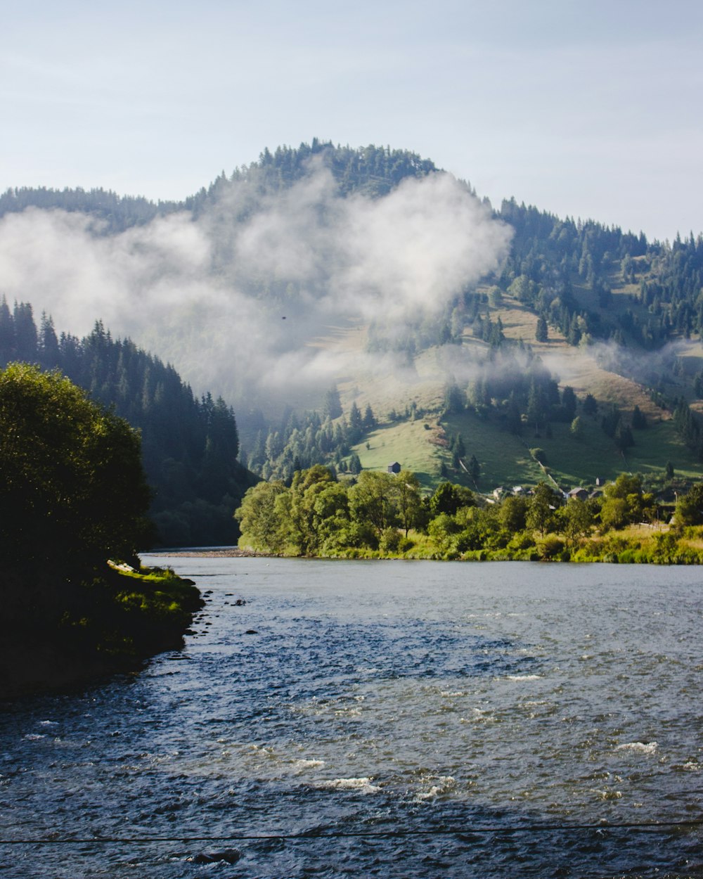 green trees near body of water during daytime